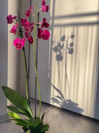 When life gives you love 💗. #orchid #orchids #orchidlover #orchidlove #orchidsofinstagram #orchidphotography #orchidflowers #orchidgram #orchidaddict #orchidlife #love #mylove #withlove #loveflowers #romance #foreverlove #purelove #truelove #lovestory #inlove
#orchidlove #orchidbeauty #love #mylove #romance #orchidlover #flowersandlove #inlove #orchidsofinstagram #foreverlove
#orchidlove #flowersandlove #orchidromance #orchidbeauty #flowerlove